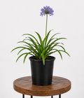 Agapanthus | Guvies