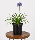 Agapanthus | Guvies