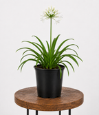 Agapanthus | Guvies