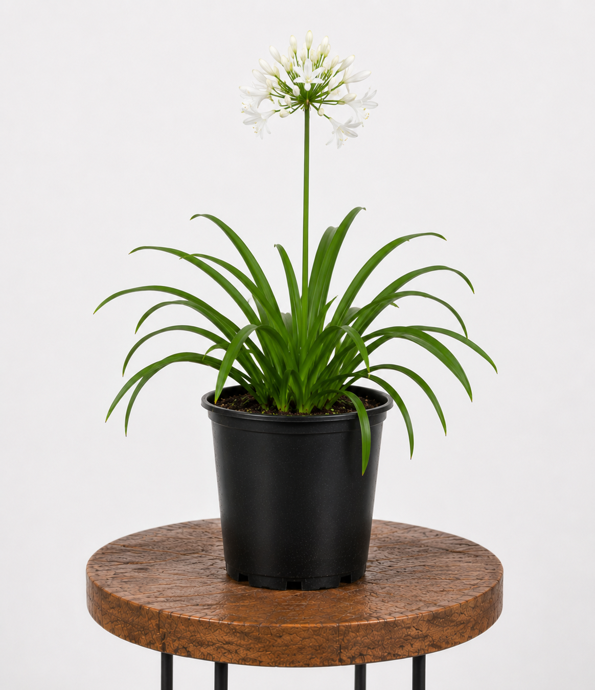 Agapanthus | Guvies