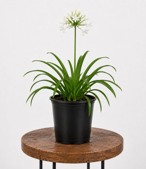 Agapanthus | Guvies