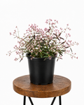Euphorbia ‘Tickled Pink’ | Guvies