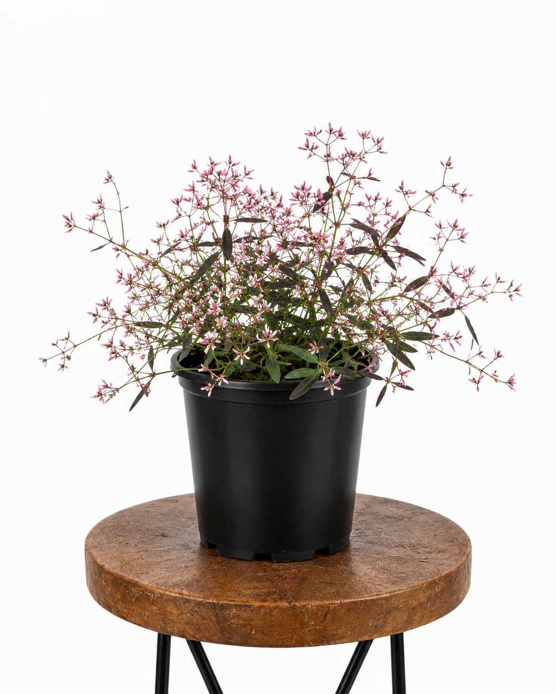 Euphorbia ‘Tickled Pink’ | Guvies
