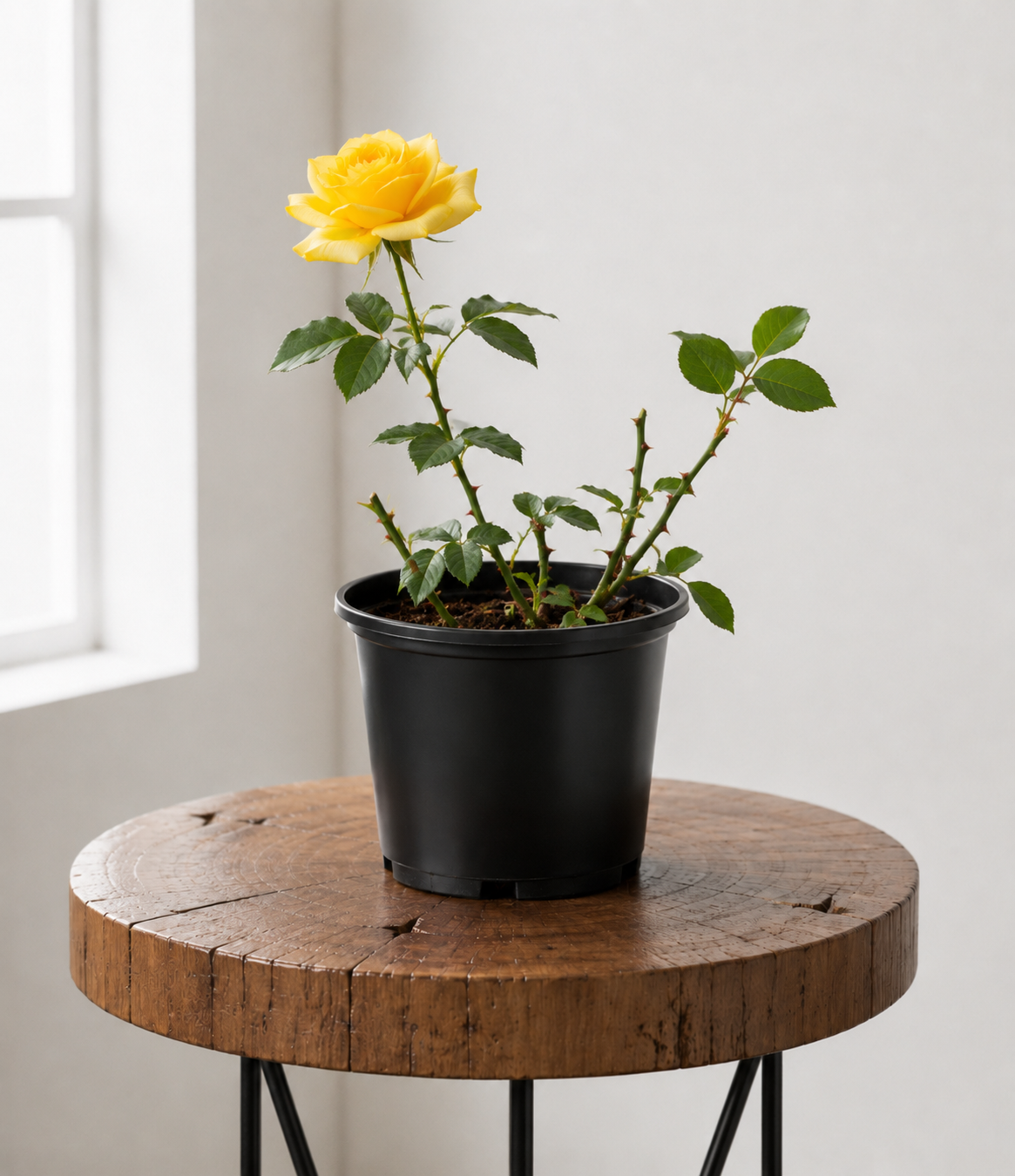 Yellow Rose Bush | Guvies