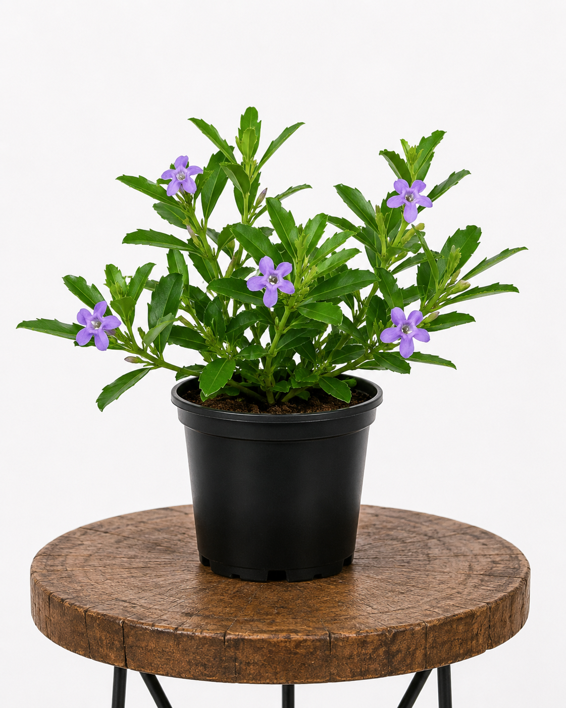 Honey Bell Bush | Guvies