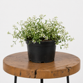 Euphorbia ‘Diamond Frost’ | Guvies