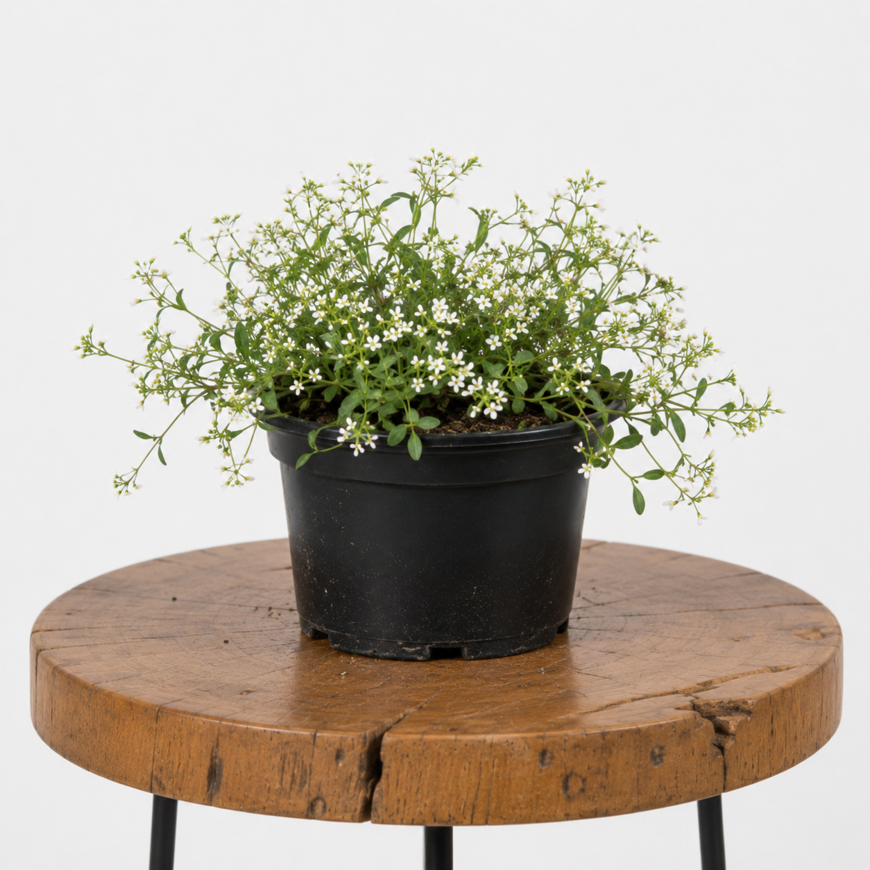 Euphorbia ‘Diamond Frost’ | Guvies