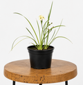 Yellow Wild Iris | Guvies
