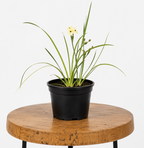 Yellow Wild Iris | Guvies