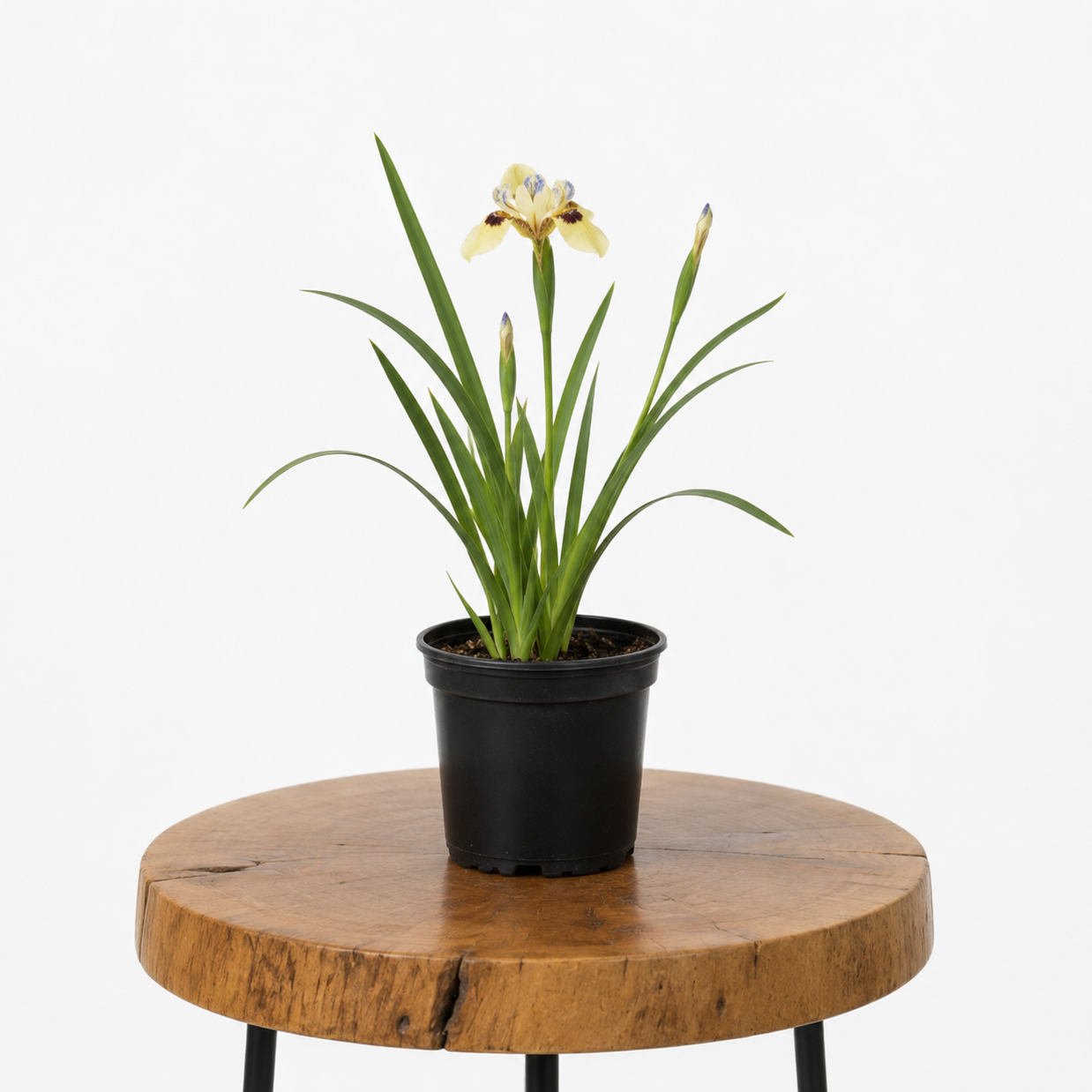 Wild African Iris | Guvies