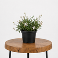 Gaura / Butterfly Bush | Guvies