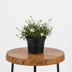 Gaura / Butterfly Bush | Guvies