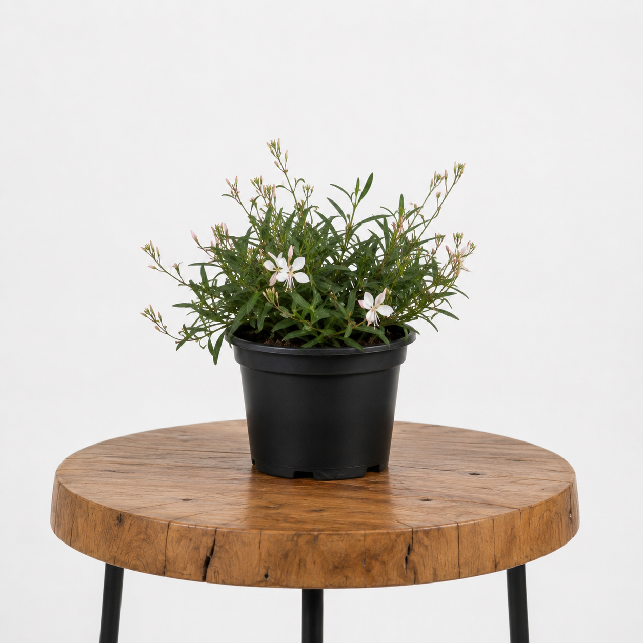 Gaura / Butterfly Bush | Guvies
