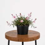 Gaura / Butterfly Bush | Guvies
