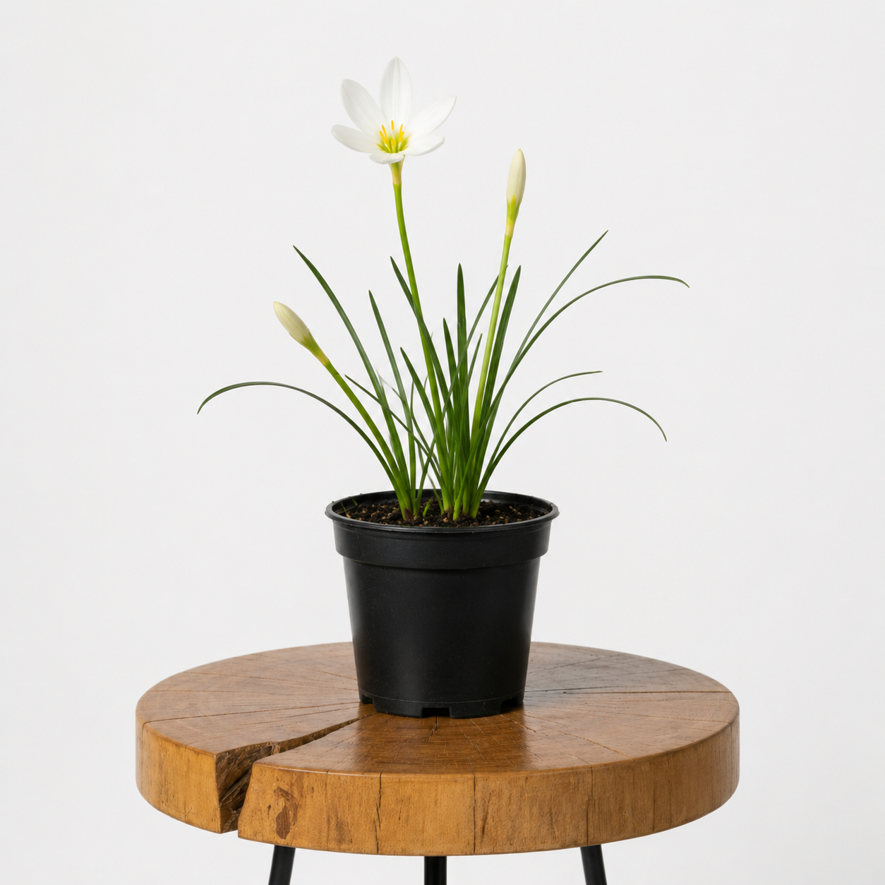 White Rain Lily | Guvies