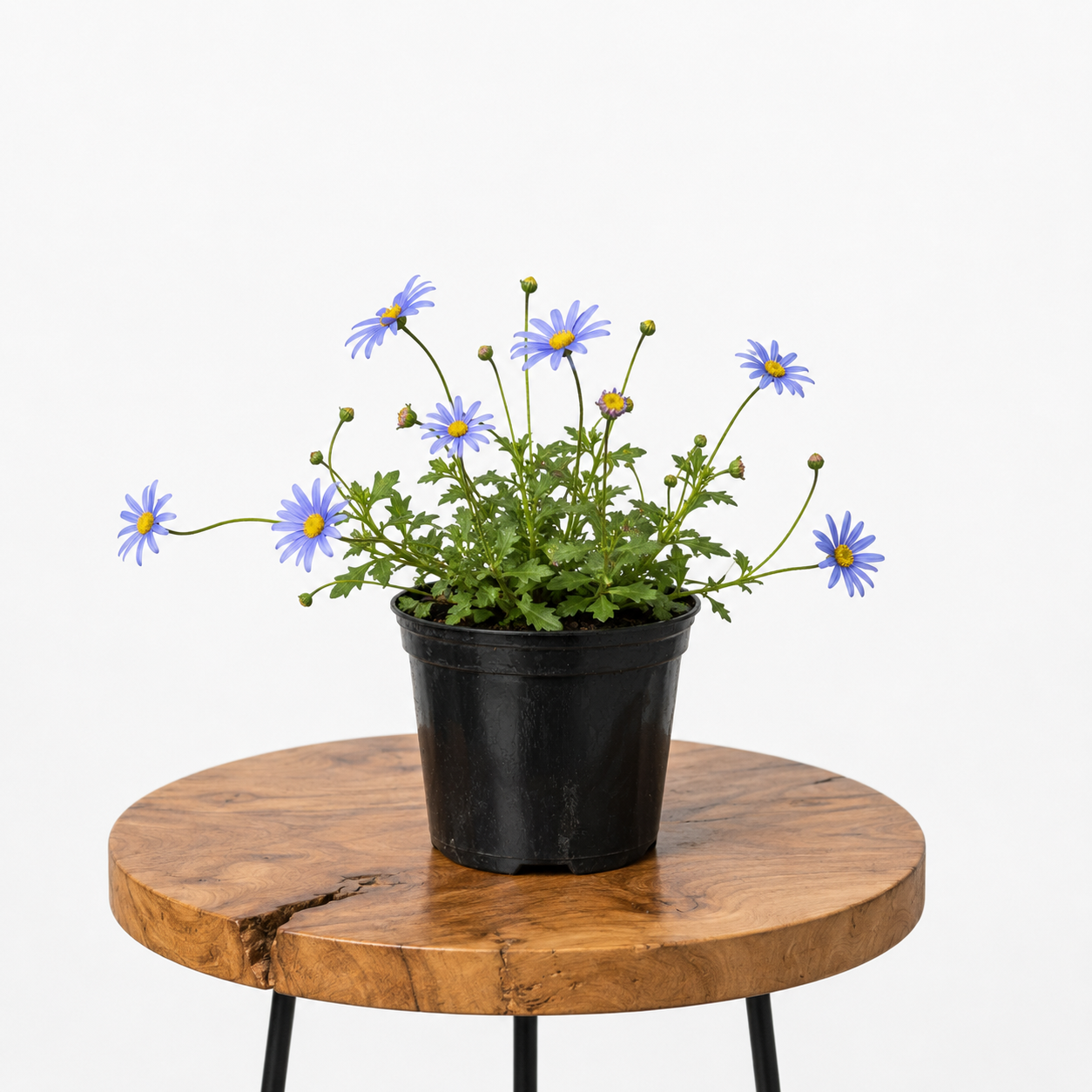 Felicia "Blue Daisy" | Guvies
