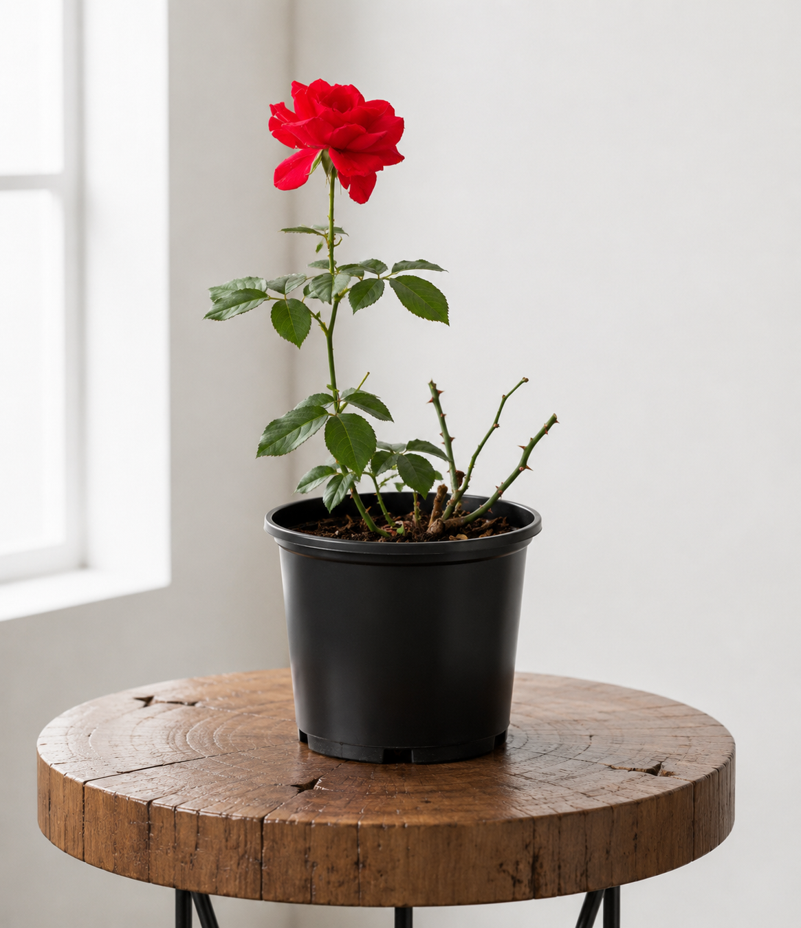 Red Rose Bush | Guvies
