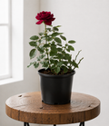 Burgundy Iceberg Rose | Guvies