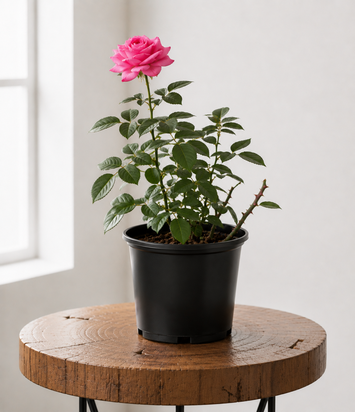 Pink Rose Bush | Guvies