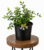 Abelia | Guvies