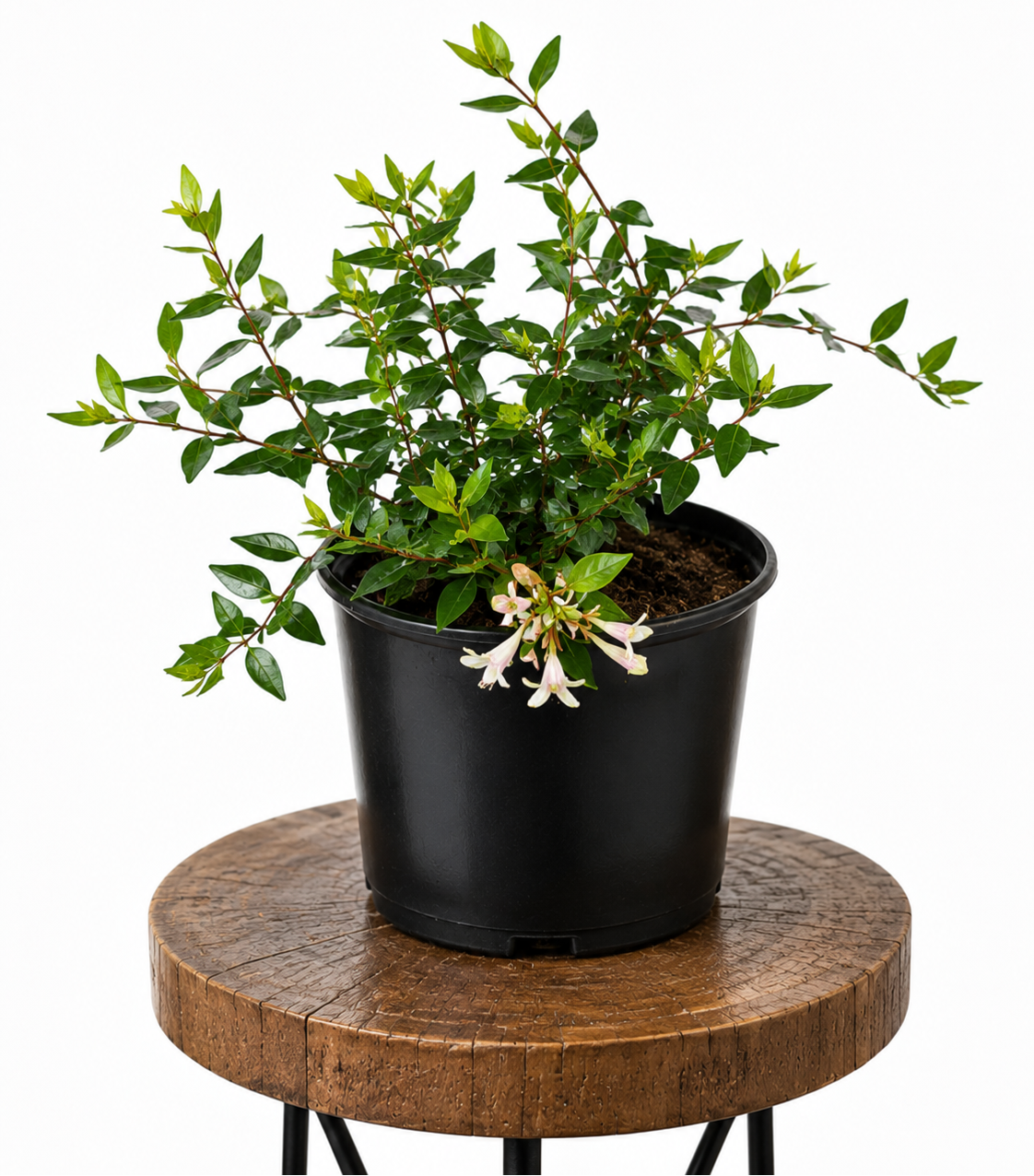 Abelia | Guvies