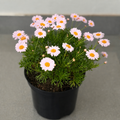 Marguerite Daisy | Guvies