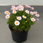 Marguerite Daisy | Guvies