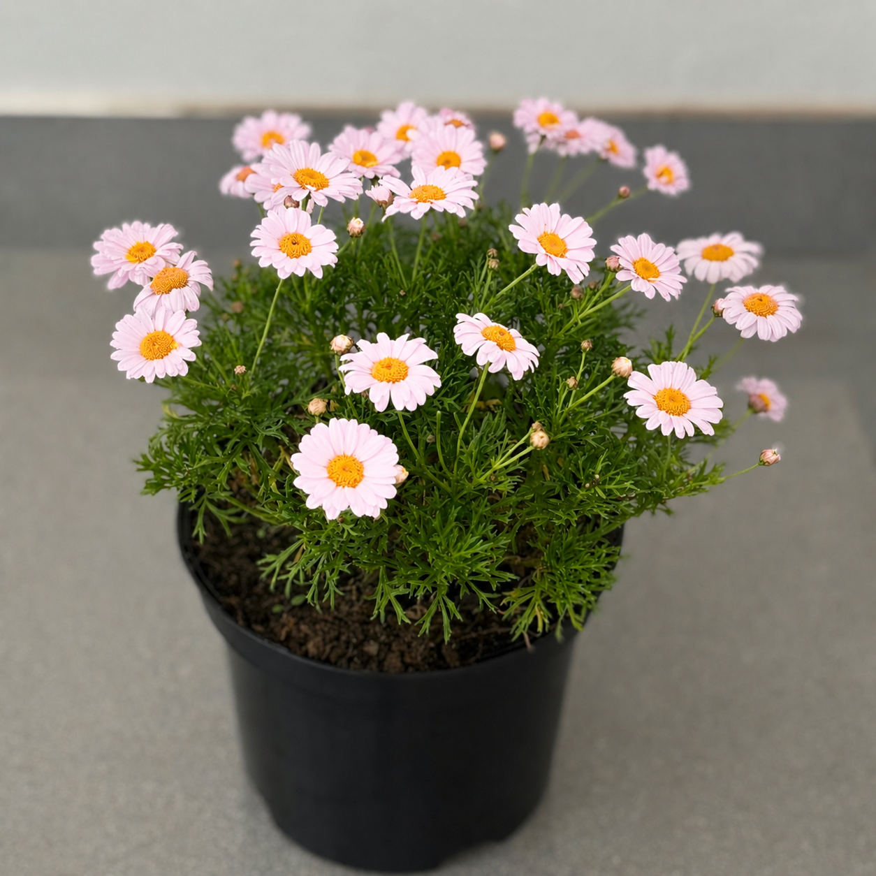 Marguerite Daisy | Guvies