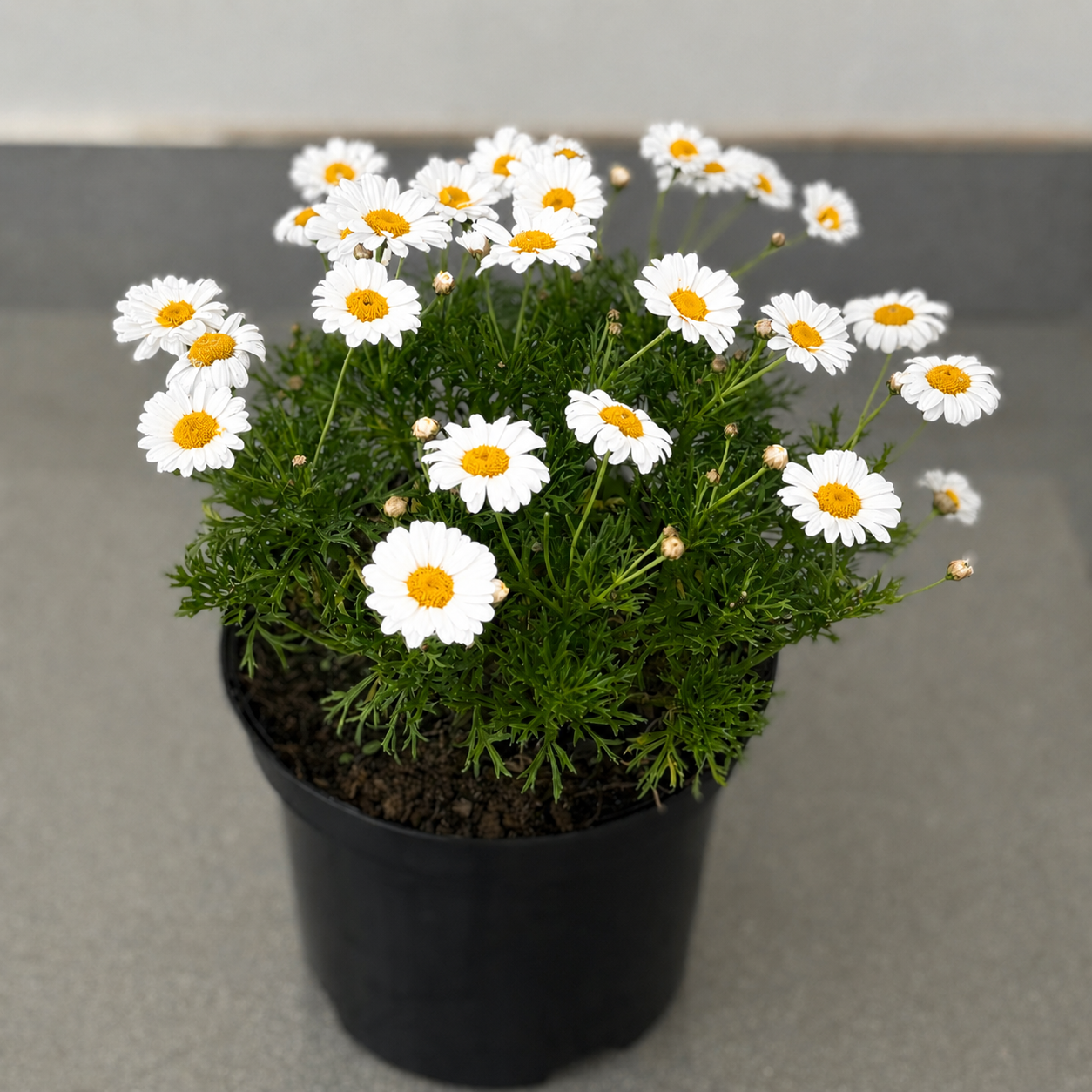 Marguerite Daisy | Guvies