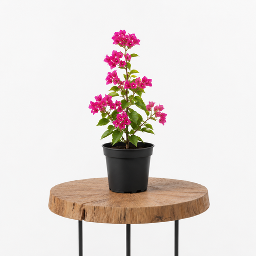 Bougainvillea | Guvies