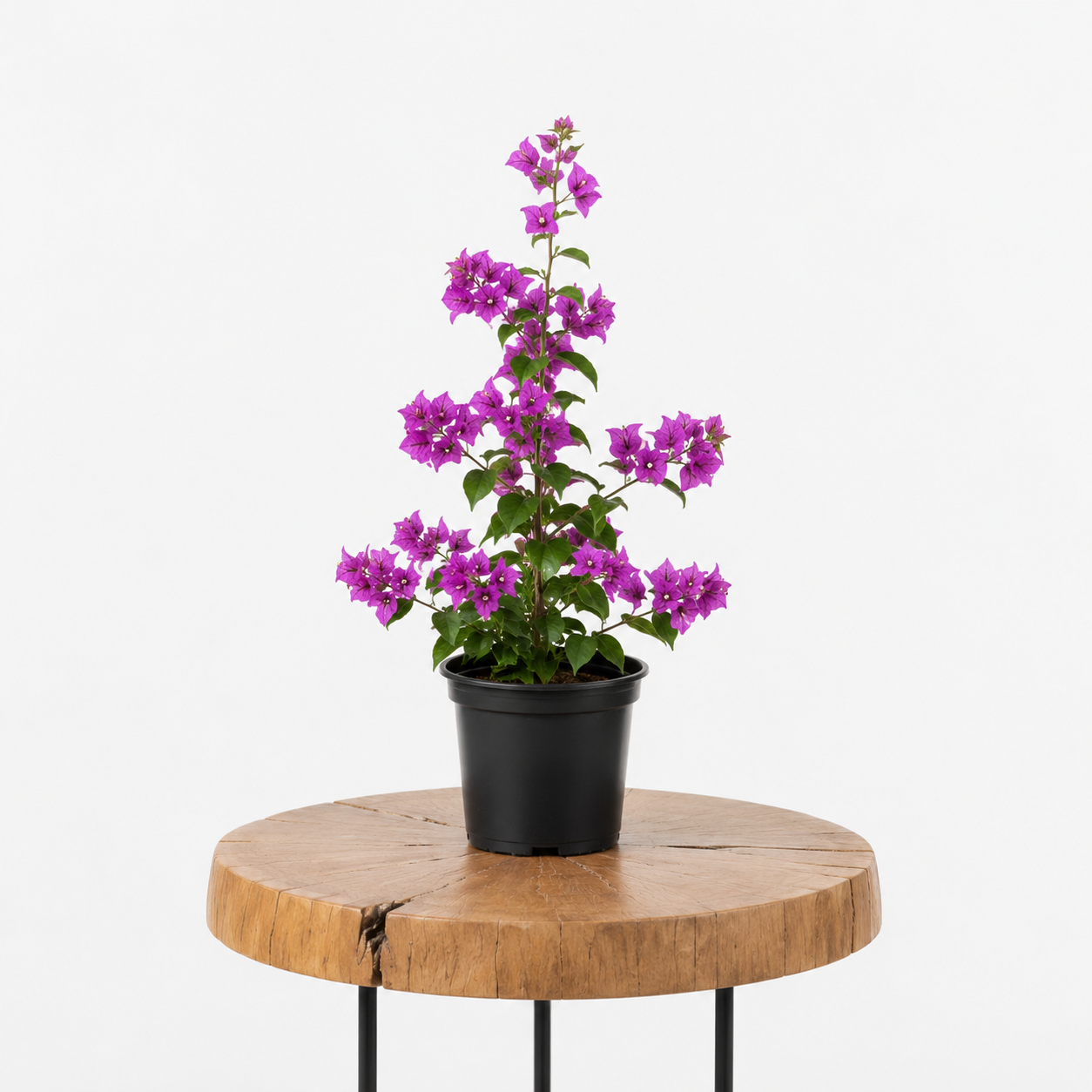 Bougainvillea | Guvies