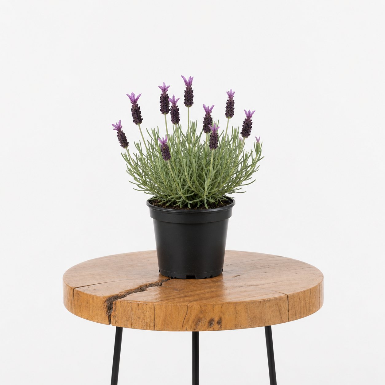 Lavandula Stoechas Lavendar | Guvies