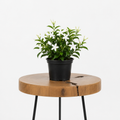 Star Jasmine | Guvies