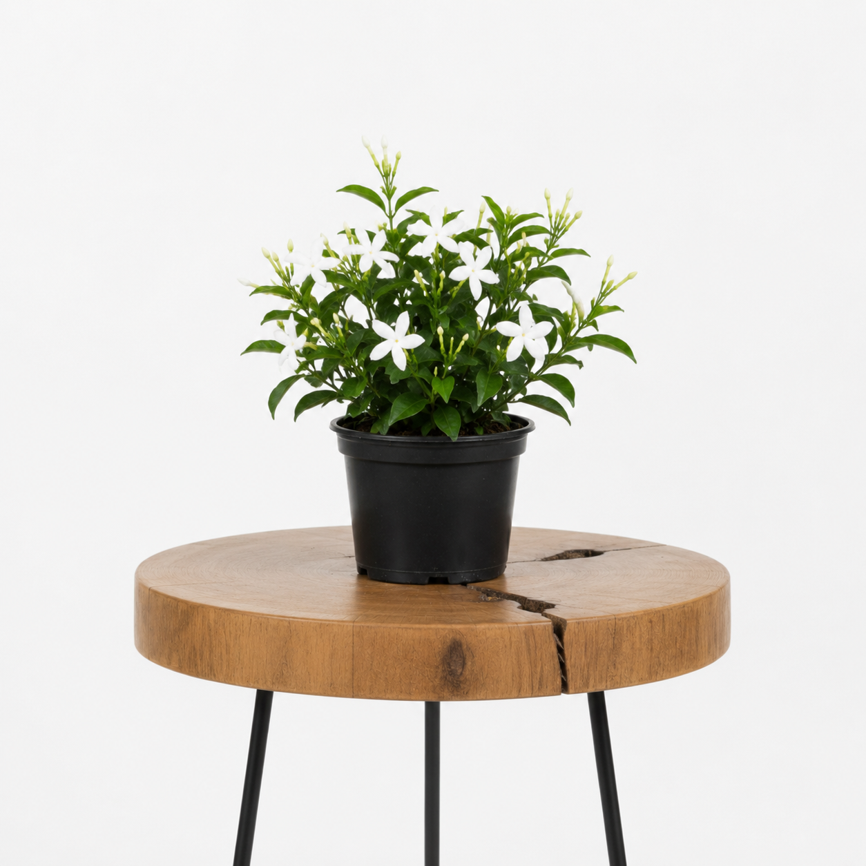 Star Jasmine | Guvies
