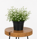 Euphorbia ‘Diamond Ice’ | Guvies