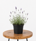 Lavandula Margaret Roberts | Guvies