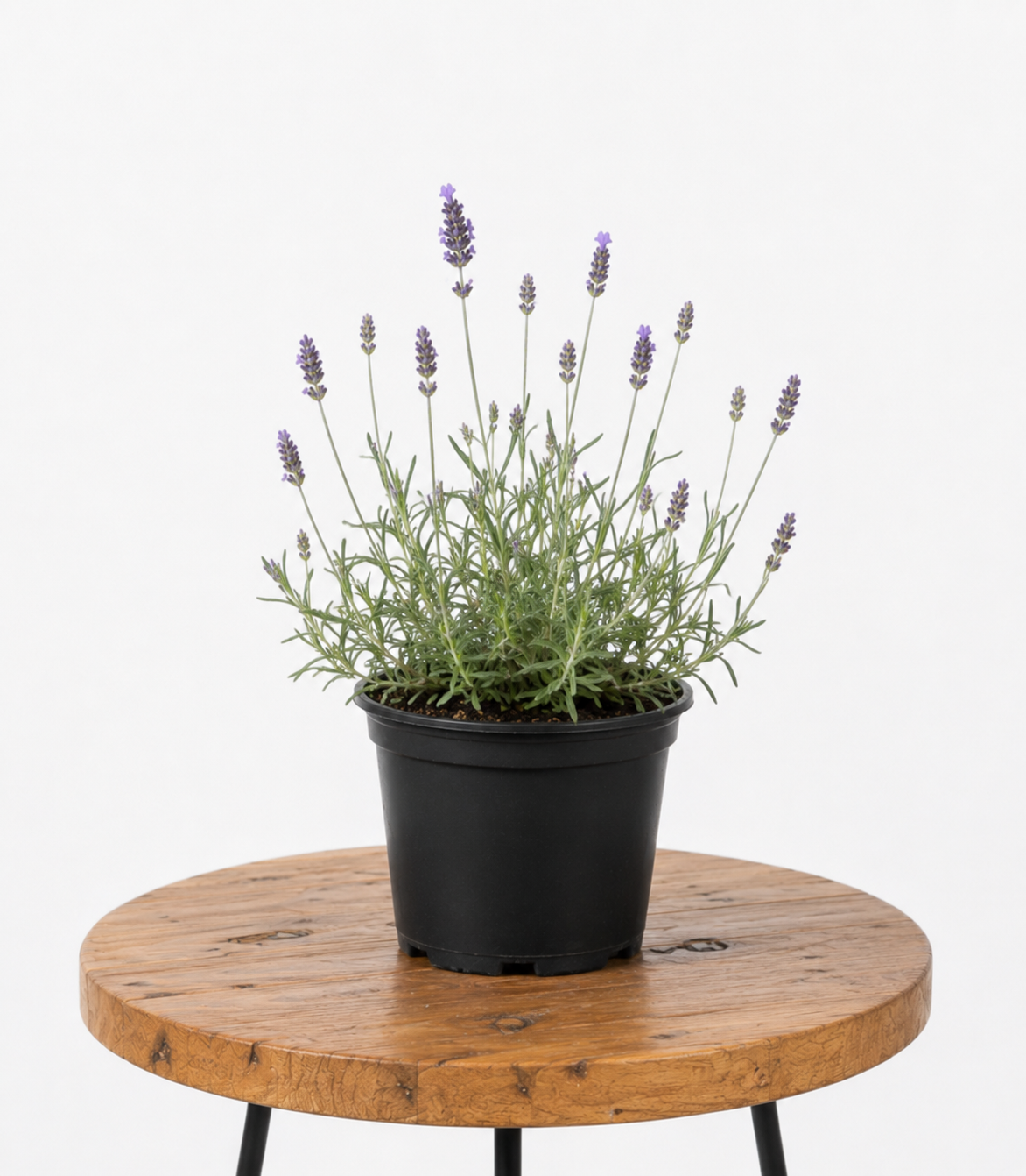 Lavandula Margaret Roberts | Guvies