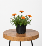 Gazania Repens | Guvies