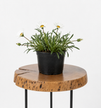 Gazania Repens | Guvies