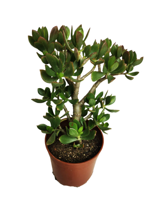 Guvies.co.za jade plant 4 litre bag
