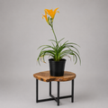 Day Lily | Guvies