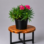 Dianthus | Guvies