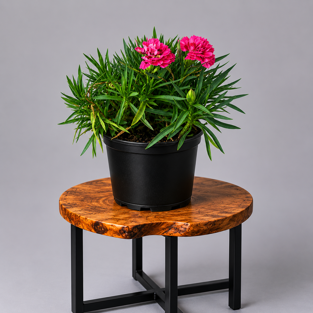 Dianthus | Guvies
