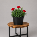 Dianthus | Guvies