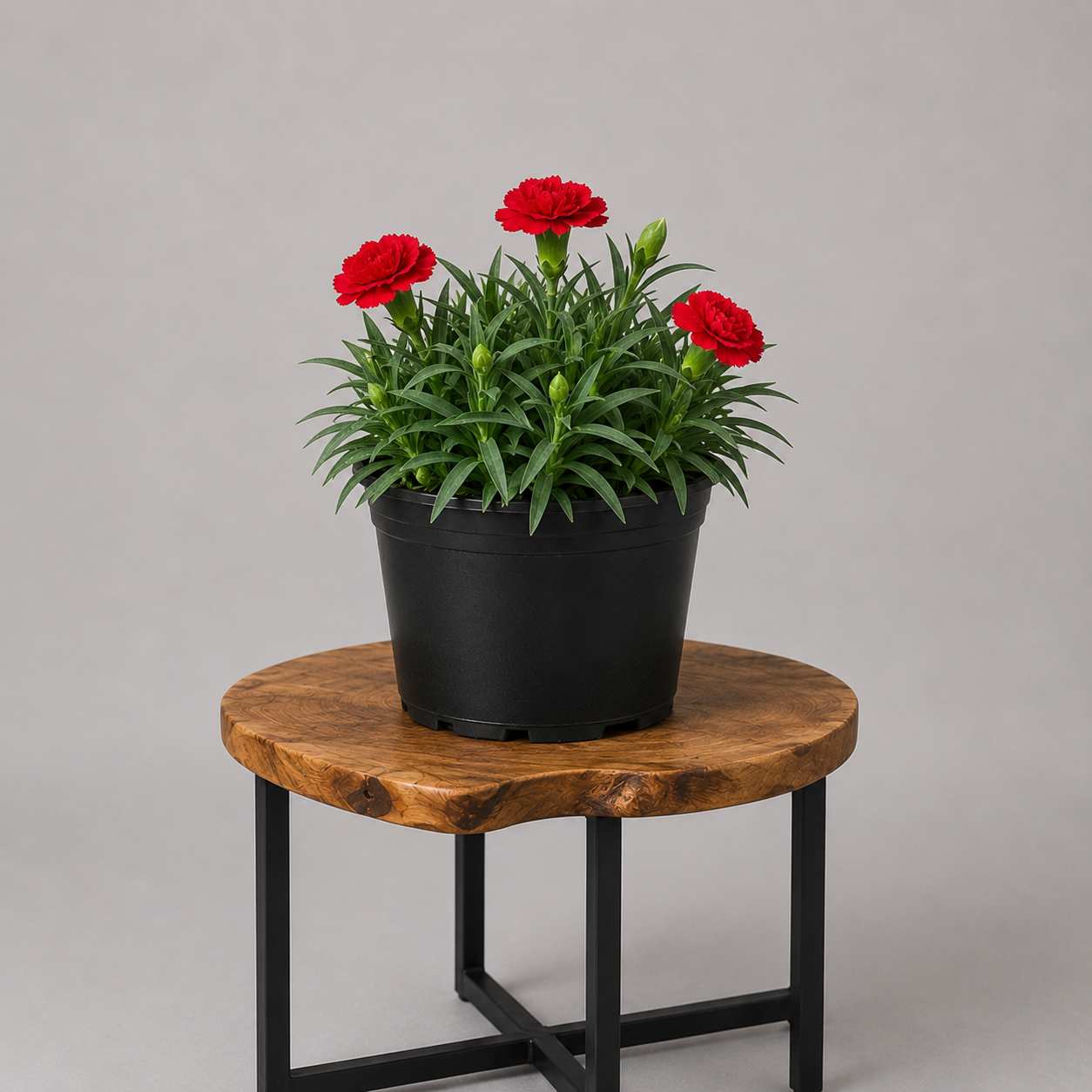 Dianthus | Guvies