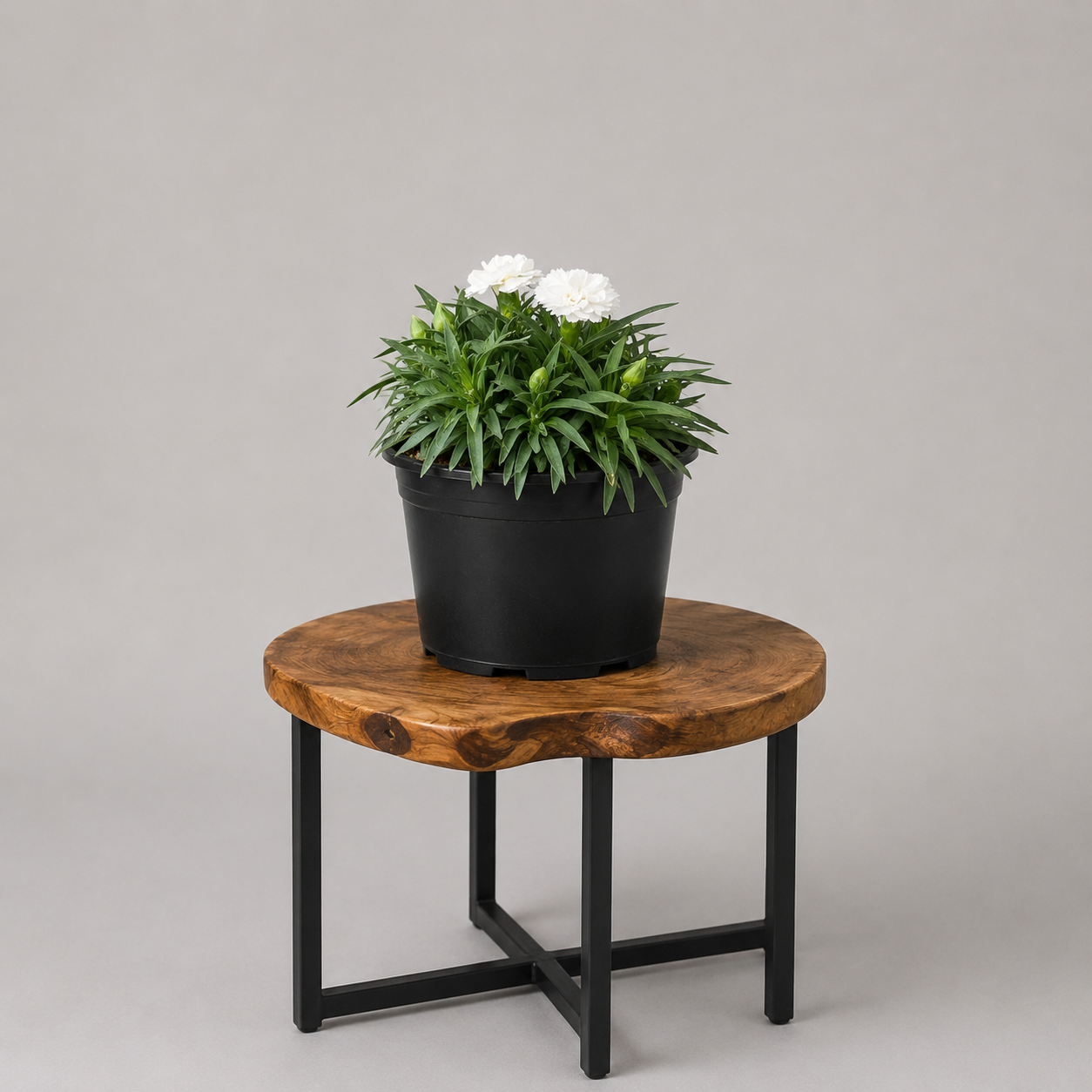 Dianthus | Guvies