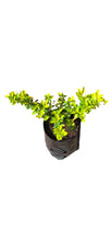Load image into Gallery viewer, guvies.co.za duranta 4 litres in black bag
