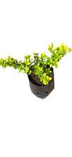 Load image into Gallery viewer, guvies.co.za duranta 4 litres in black bag
