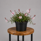Gaura / Butterfly Bush | Guvies