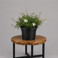 Gaura / Butterfly Bush | Guvies